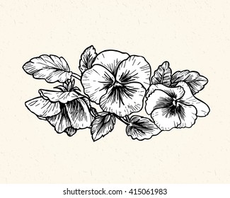 Hand drawn pansy flowers, vector illustration. Vintage style.