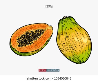 Hand drawn papaya isolated. Template for your design works. Engraved style vector illustration.