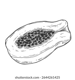 Illustration dessinée à la main Papaya Sketch. Encre de papaye dessinée à la main en Image vectorielle