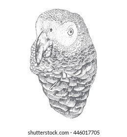 Hand drawn parrot face isolated on white, vector illustration