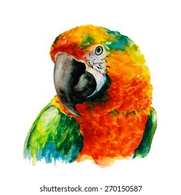 Hand Drawn Parrot Head, Macaw Watercolor Sketch, Vector Illustration.