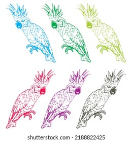Hand Drawn Parrot Vector Illustration
