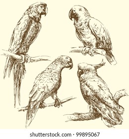 hand drawn parrots