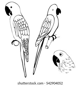 Hand drawn parrots. Vector illustration.