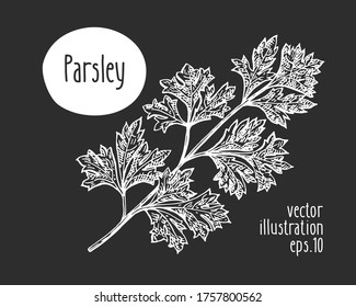 Hand drawn parsley illustration. Vector herb sketch on chalk board.