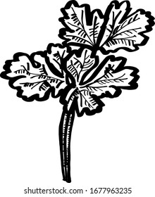 Hand drawn Parsley Leaf vector illustration sketch
