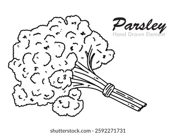 Hand drawn parsley leaves black outline vector shape, simple, coloring page, farm produce, food ingredient, vegetable