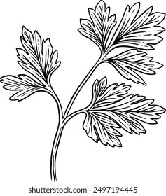 Hand drawn Parsley Leaves Sketch Illustration