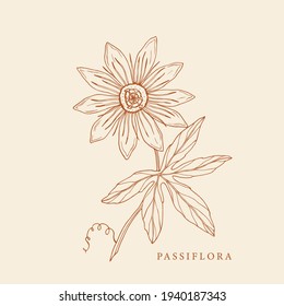 Hand drawn passiflora illustration. Botanical design