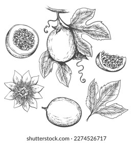 Hand drawn passion fruit. Maracuja juice fruits whole half and slice, leaves and flower sketch, maracuya passiflora isolated etchings vintage detailed hand drawn vector illustration