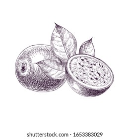 Hand drawn passion fruit. Set sketches with cut passion fruit and leaf. Vector illustration isolated on white background.