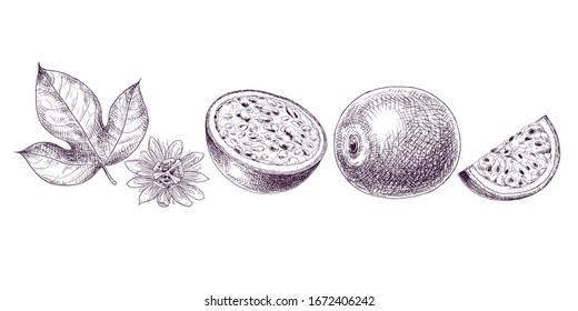 Hand drawn passion fruit. Set sketches with whole passion fruit, cut passion fruit, leaf and flower. Vector illustration isolated on white background.