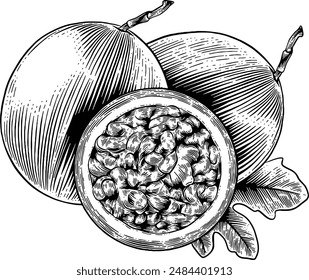 Hand drawn Passion Fruit Sketch Illustration