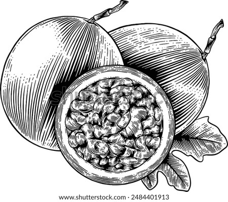 Hand drawn Passion Fruit Sketch Illustration
