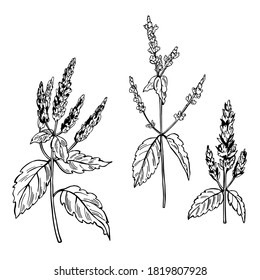 Hand dibujó las ramas de Patchouli sobre fondo blanco. Ilustración de esbozo del vector.