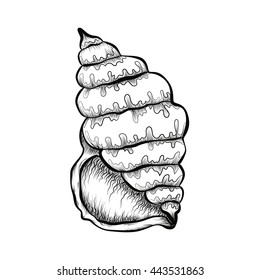hand drawn pattern black and white shell. sketch.