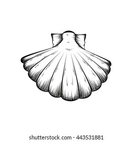 hand drawn pattern black and white shell. sketch.