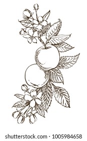 Hand drawn patterns with textured apple illustration. Vintage botanical hand drawn illustration. Spring flowers of apple tree.
