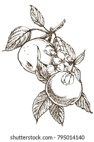 Hand drawn patterns with textured apple illustration. Vintage botanical hand drawn illustration. Spring flowers of apple tree.
