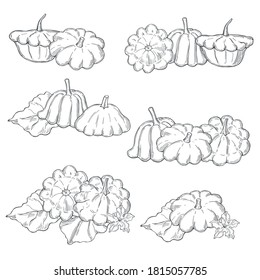Hand drawn pattypan squash or patisson on white background.Vector sketch  illustration.  