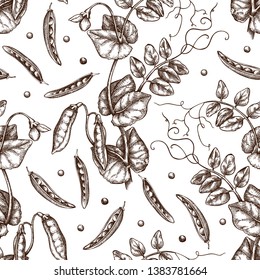 Hand drawn Pea background. Agricultural legumes plant drawing with beans, leaves and flowers. Vegan and healthy food. Botanical seamless pattern. Lineart. Vector pea outlines. 