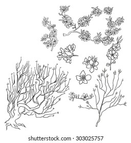hand drawn Peach Blossom isolate vector