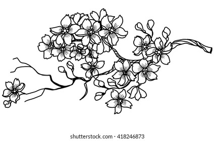 Hand Drawn Outline Cherry Branches Flowers Stock Vector (Royalty Free ...