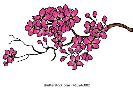 hand drawn peach blossom ,sakura flower vector