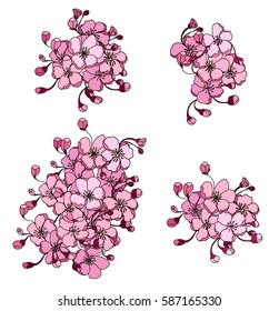 hand drawn peach blossom or Sakura flower
