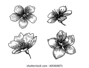 hand drawn peach blossom or Sakura flower