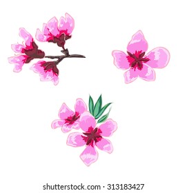 hand drawn peach blossom vector