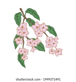 Hand drawn peach branch with flowers isolated on white background. Vector illustration in sketch style