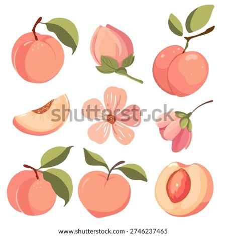 Hand Drawn Peach Fruit and Blossom Set in Modern Flat Style