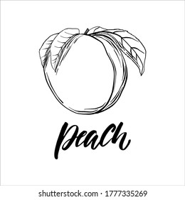 Hand drawn peach fruit icon. Vector badge fruit in the old ink style for brochures, banner, restaurant menu and market
