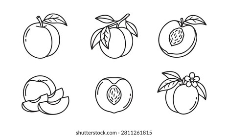Hand drawn peach fruit vector illustrations set with stonefruit botanical illustration culinary ingredient agriculture monochrome isolated collection vegetarian