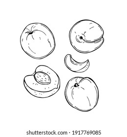 Hand drawn peach. Fruits on white background. Vector sketch  illustration.