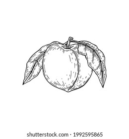 Hand drawn peach isolated on white background. Vector illustration in sketch style. Design element for package, label, poster, print, menu