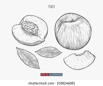 Hand drawn peach isolated. Template for your design works. Engraved style vector illustration.