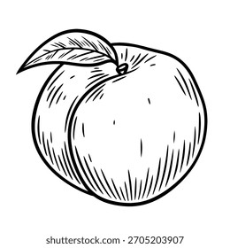 Hand drawn peach with leaf, monochrome engraving, line art style vector illustration isolated on white background	