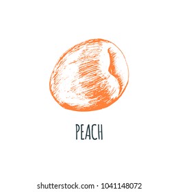 Hand drawn peach on white background. Vector illustration of fruit. Vegetarian food sketch. Farm market product.