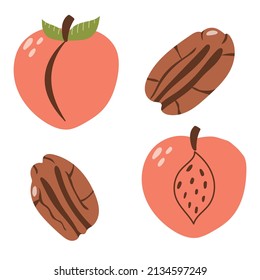 Mano dibujó melocotón y pecan. Ilustración moderna plana.