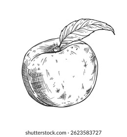 Hand drawn Peach Sketch illustration on white background