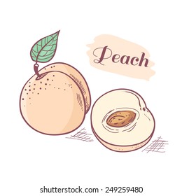 Hand drawn peach with slice. Vector illustration