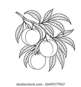 Hand Drawn Peach Tree Branch with Leaves and Ripe Fruits  Botanical Line Art Vector