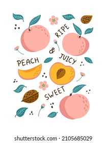 Hand Drawn Peaches Poster. Doodle style fruits, leaves and blossoms with lettering illustration for banner, background, menu, market label, food package design and decoration, sticker, print