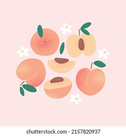 Hand drawn peaches, whole, half and slice. For home decor or cards. Vector illustration