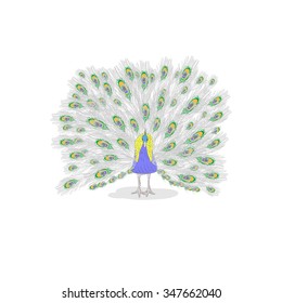 Hand drawn peacock sketch on white background. Front view with licentious colored tail. Isolated object. Vector illustration.