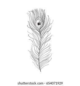 Hand drawn peacock tail bird feather, sketch style vector illustration on white background. Realistic hand drawing of beatiful peacock eye spotted tail quill feather