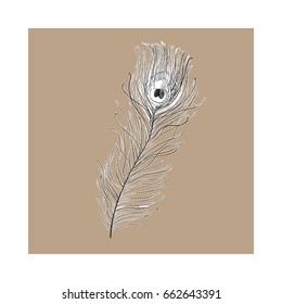 Hand drawn peacock tail bird feather, sketch style vector illustration on brown background. Realistic hand drawing of beatiful peacock eye spotted tail quill feather