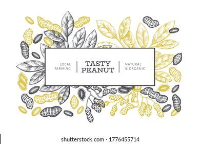 Hand drawn peanut branch and kernels design template. Organic food vector illustration on white background. Retro nut background. Engraved style botanical picture.